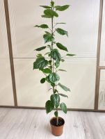 Лот: 22178453. Фото: 2. Сортовой гибискус. Комнатные растения и уход