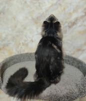 Лот: 21577843. Фото: 5. Котёнок мейн кун дикого окраса
