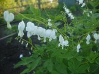 Лот: 5663731. Фото: 3. "разбитое сердце Дицентра .розовая. Для дачи, дома, огорода, бани, парка