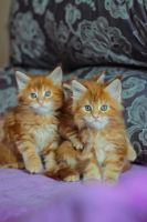 Лот: 11473816. Фото: 5. Котята мейн-кун