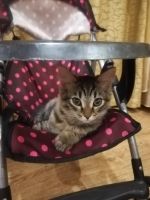 Лот: 14759901. Фото: 6. Отдам котёнка в хорошие руки