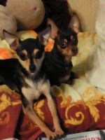 Лот: 7170621. Фото: 3. Продам щенков той терьера. Растения и животные