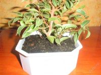 Лот: 921519. Фото: 3. Бонсай. Растения и животные