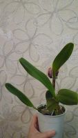 Лот: 8610658. Фото: 5. орхидея каттлея желтая с бледно-малиновой...