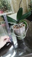 Лот: 17385175. Фото: 5. Орхидея фаленопсис