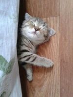 Лот: 9897680. Фото: 5. Шотландский вислоухий мальчик