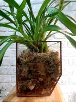 Лот: 18391073. Фото: 2. Орхидеи - кашпо - Зигопеталум... Комнатные растения и уход