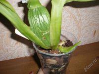 Лот: 1273852. Фото: 3. Орхидея Brassia Rex Sakata /. Растения и животные