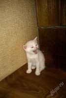 Лот: 1981470. Фото: 2. Котята от ангорской мамочки!. Животные и уход