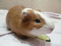 Лот: 6987672. Фото: 3. Отдам только в добрые руки рыжего... Растения и животные