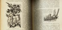 Лот: 15574811. Фото: 14. Геедерфер М. Комнатное садоводство...