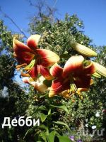 Лот: 12312767. Фото: 4. Лилия Цирано. Красноярск