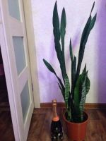 Лот: 9833280. Фото: 2. Сансевиерия, взрослое растение... Комнатные растения и уход
