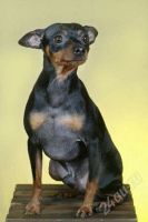 Лот: 2220260. Фото: 2. ищу хозяина. Животные и уход