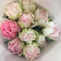 Лот: 15585125. Фото: 8. Тюльпаны Пиони-Коламбус / из Голландии...