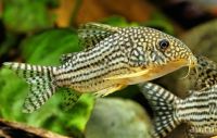 Лот: 15986243. Фото: 3. Сомик Штерба Коридорас (Corydoras... Растения и животные