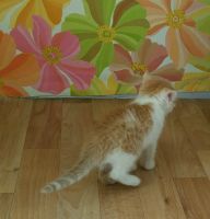 Лот: 9518076. Фото: 2. Маленький котенок ищет хозяев. Животные и уход