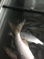 Лот: 11287470. Фото: 6. Пелядь аналог байкальского омуля