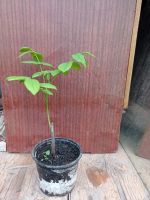 Лот: 20562304. Фото: 2. Саженцы маньчжурского ореха. Семена, рассада, садовые растения