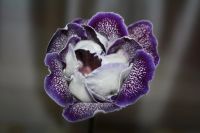 Лот: 5282203. Фото: 4. Глоксиния (тигрина синяя) цветет. Красноярск