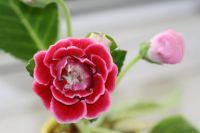 Лот: 3041414. Фото: 2. Глоксиния 2 (цветёт). Комнатные растения и уход