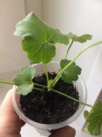 Лот: 10657079. Фото: 2. Пеларгония Найт Роуз. Комнатные растения и уход