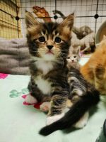 Лот: 24848094. Фото: 2. Котята мейн-кун. Животные и уход