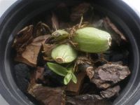 Лот: 2607563. Фото: 2. Paphinia herrerae. Комнатные растения и уход