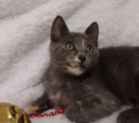 Лот: 18393983. Фото: 5. Котенок в хорошие руки