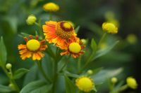 Лот: 6267764. Фото: 11. Отличный портретный объектив...