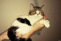 Лот: 12779525. Фото: 4. Шотландские котята. Красноярск
