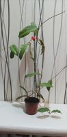 Лот: 20089547. Фото: 4. хойя (Hoya sp. Kast (EPC-934... Красноярск