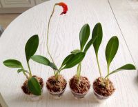 Лот: 9769823. Фото: 2. Орхидея Масдеваллия. Комнатные растения и уход