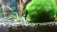 Лот: 8052810. Фото: 4. Креветки King-Kong Shrimp. Красноярск