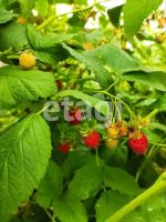 Лот: 25291451. Фото: 7. 2-комн. дом , деревня Минино деревня...