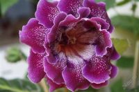 Лот: 2926403. Фото: 3. Глоксиния (срезаные__листики). Растения и животные