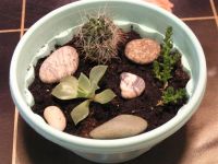 Лот: 2145003. Фото: 2. Садик суккулентов и кактуса. Комнатные растения и уход