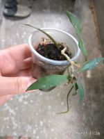 Лот: 12576905. Фото: 2. хойя ( h. mirabilis clon A) с... Комнатные растения и уход