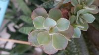 Лот: 12005431. Фото: 2. Эхеверия Echeveria shaviana... Комнатные растения и уход