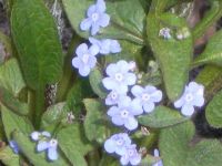 Лот: 942136. Фото: 2. Бруннера сибирская (садовая незабудка... Семена, рассада, садовые растения