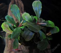 Лот: 5946662. Фото: 2. Bucephalandra sp. Central Cali... Аквариумистика