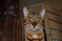 Лот: 6089629. Фото: 2. Бенгальская кошка. Животные и уход
