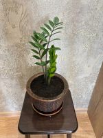 Лот: 25192803. Фото: 3. Замиокулькас в керамическом горшке. Растения и животные