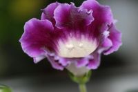 Лот: 3123536. Фото: 4. Глоксиния 11. Красноярск