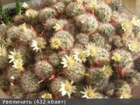 Лот: 9648527. Фото: 3. Маммилярия пролифера (Mammillaria... Растения и животные
