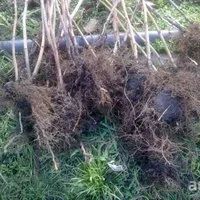 Лот: 9173092. Фото: 3. Малина сорт "Феникс" (США),высокоурожайная... Для дачи, дома, огорода, бани, парка