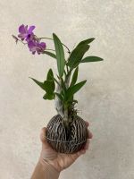 Лот: 25710988. Фото: 2. Орхидея Дендрофаленопсис мини. Комнатные растения и уход