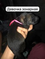 Лот: 23307117. Фото: 3. Немецкая овчарка. Растения и животные