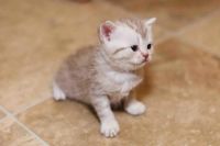 Лот: 9609834. Фото: 4. Британские котята. Красноярск