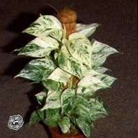 Лот: 9704718. Фото: 2. Сциндапсус Marble Queen. Комнатные растения и уход